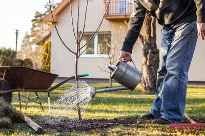 A guide to planting trees in winter