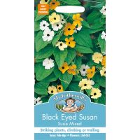 UK/FO-BLACK EYED SUSAN Susie Mixed - image 1