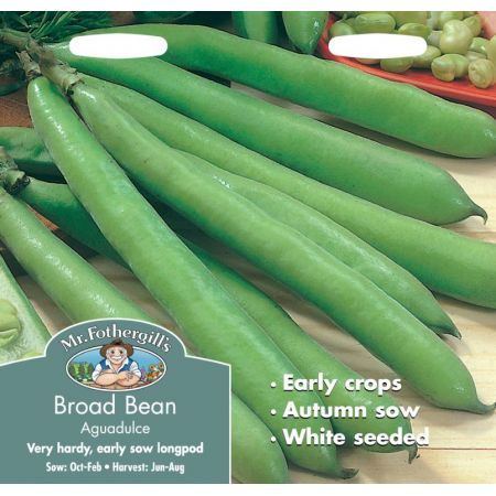 UK/FO-BROAD BEAN Aguadulce - image 1