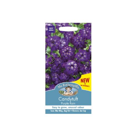 UK/FO-CANDYTUFT Purple Rain