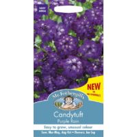 UK/FO-CANDYTUFT Purple Rain