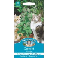 UK/FO-CATMINT Catnip - image 1