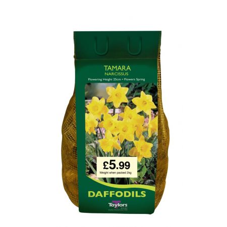 NARCISSI TAMARA CARRI-PACK