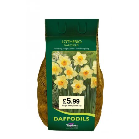 NARCISSI LOTHERIO CARRI-PACK