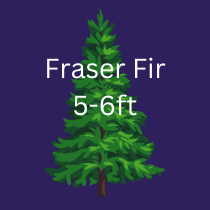 FRASER FIR XMAS TREE 5-6ft 150-180cm