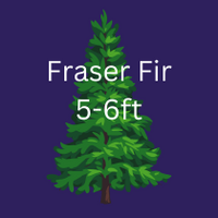 FRASER FIR XMAS TREE 5-6ft 150-180cm