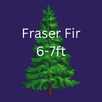 FRASER FIR XMAS TREE 6-7ft 180-210cm