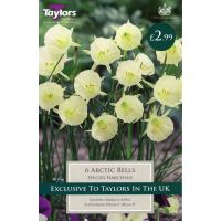 NARCISSI ARCTIC BELLS