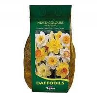 NARCISSI MIXED COLOURS CARRI-PACK