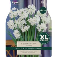 NARCISSI PAPERWHITE ZIVA