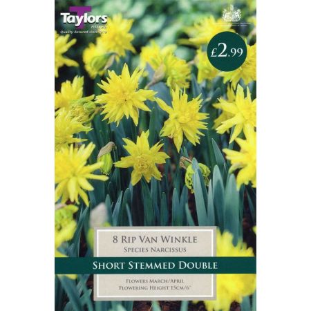 NARCISSI RIP VAN WINKLE