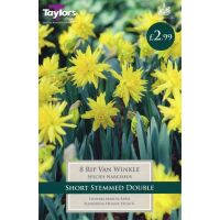 NARCISSI RIP VAN WINKLE