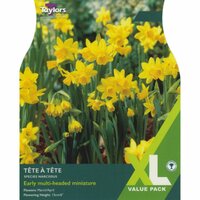 NARCISSI TETE A TETE