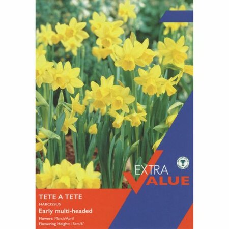 NARCISSI TETE A TETE