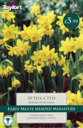 NARCISSI TETE A TETE