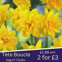 NARCISSUS TETE BOUCLE 8-10 CHN