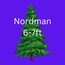 NORDMAN TREE 6-7ft / 180-210cm