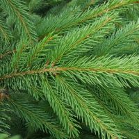 NORWAY SPRUCE TREE 5-6FT / 150-180cm - image 2