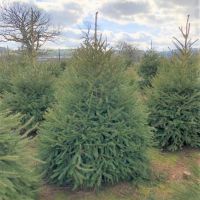 NORWAY SPRUCE TREE 5-6FT / 150-180cm - image 3