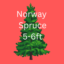 NORWAY SPRUCE TREE 5-6FT / 150-180cm - image 1