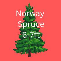 NORWAY SPRUCE TREE 6-7ft / 180-210cm - image 1