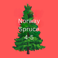 NORWAY SPRUCE XMAS TREE 4-5ft 120-150cm