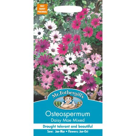 UK/FO-OSTEOSPERMUM Daisy Mae Mixed - image 1