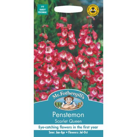 UK/FO-PENSTEMON Scarlet Queen - image 1