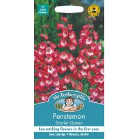 UK/FO-PENSTEMON Scarlet Queen - image 1