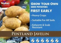 PENTLAND JAVELIN POTATOES LOOSE PER KG