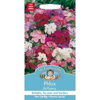 UK/FO-PHLOX Brilliancy - image 1