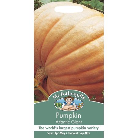 UK/FO-PUMPKIN Atlantic Giant - image 1