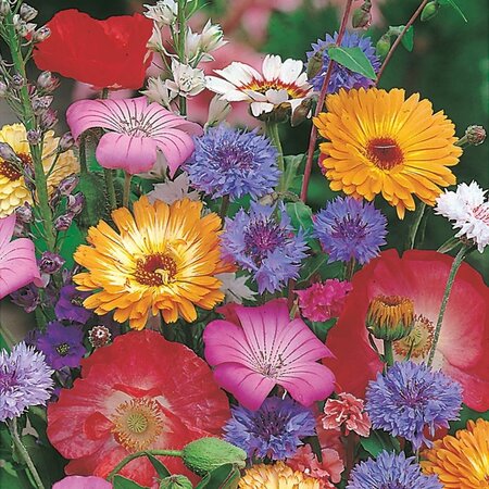 RHS Cottage Garden Mix