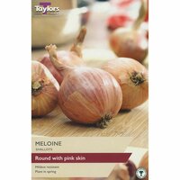 SHALLOT MELOINE 15-35 P/P