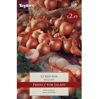 SHALLOT RED SUN 7-14 P/P