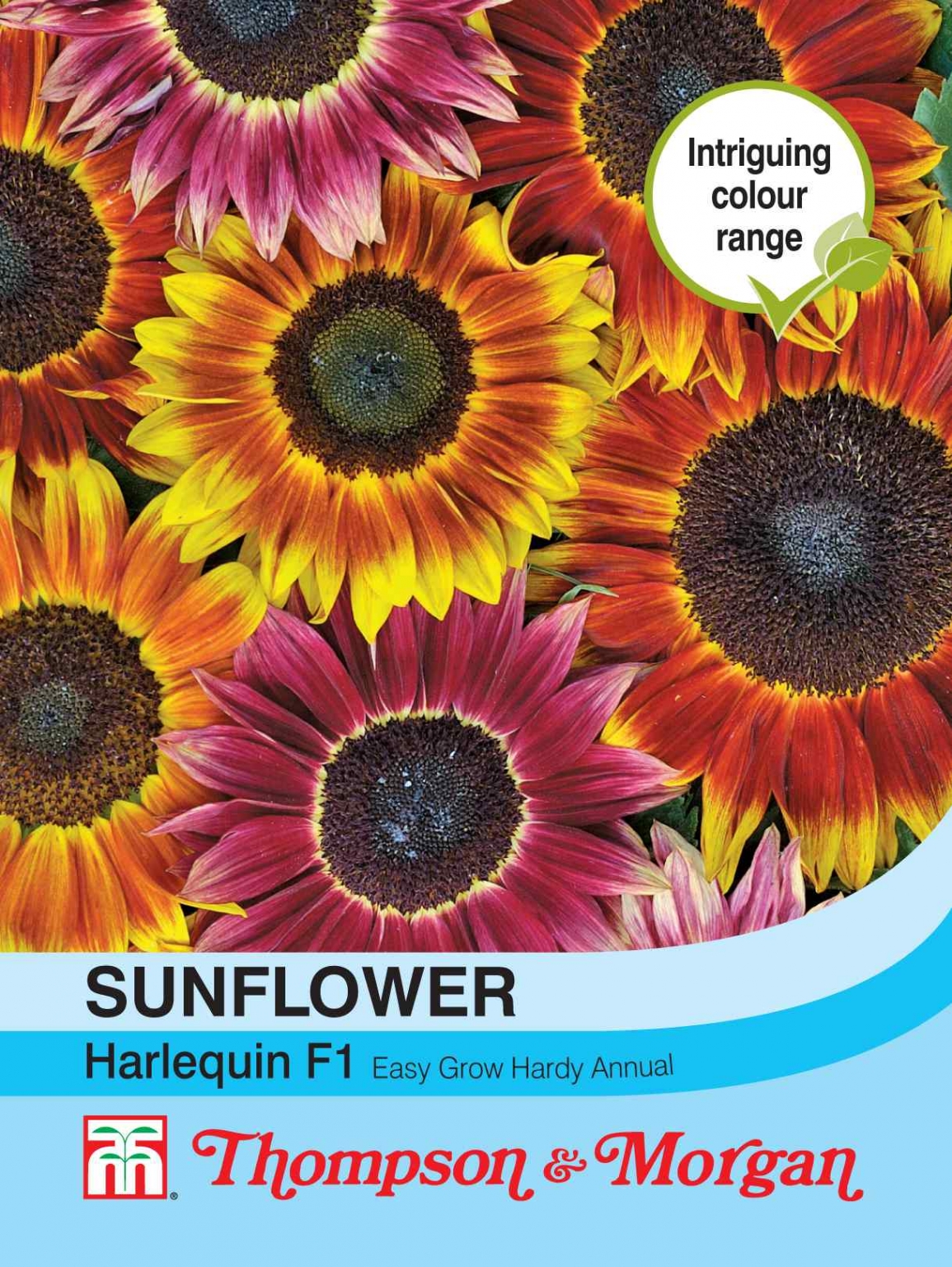 Sunflower Harlequin Mix F1 Hybrid - Thirsk Garden Centre