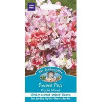 UK/FO-SWEET PEA Ripple Mixed - image 1