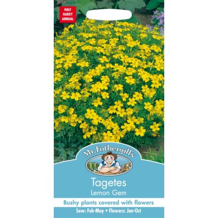 UK/FO-TAGETES Lemon Gem - image 1