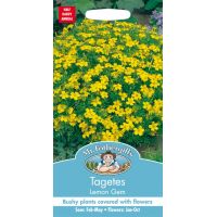 UK/FO-TAGETES Lemon Gem - image 1