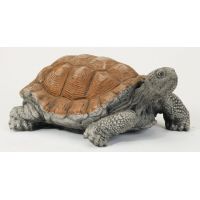 Tortoise Medium
