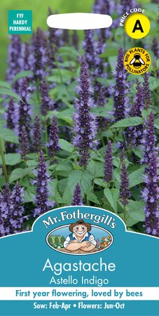 UK/FO-AGASTACHE Astello Indigo