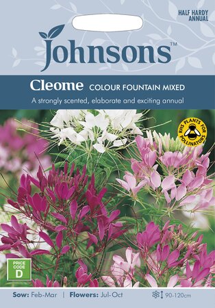 UK/JO-CLEOME Colour Fountain Mixed