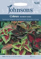 UK/JO-COLEUS Rainbow Mixed