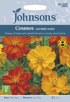 UK/JO-COSMOS Ladybird Mixed