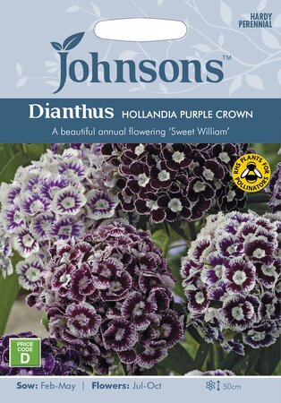 UK/JO-DIANTHUS Hollandia Purple Crown