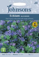 UK/JO-ECHIUM Blue Bedder