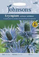 UK/JO-ERYNGIUM alpinum Superbum