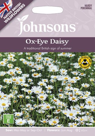 UK/JO-Ox-Eye Daisy