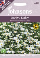 UK/JO-Ox-Eye Daisy