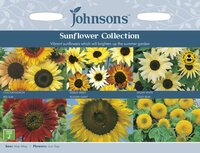 UK/JO-SUNFLOWER COLLECTION